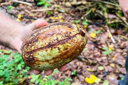 Do Pará para o mundo: Cacau impulsiona desenvolvimento sustentável na Amazônia