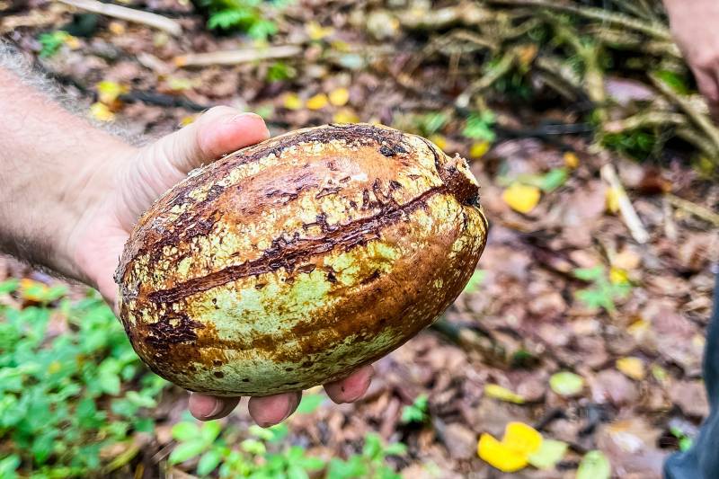 Do Pará para o mundo: Cacau impulsiona desenvolvimento sustentável na Amazônia